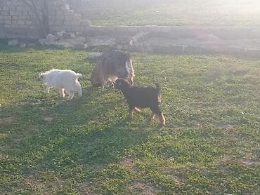 i̇t satisi: Salam.bayraminiz mubarek.Allah hamiya bereket versun demeli 2 dene — 9