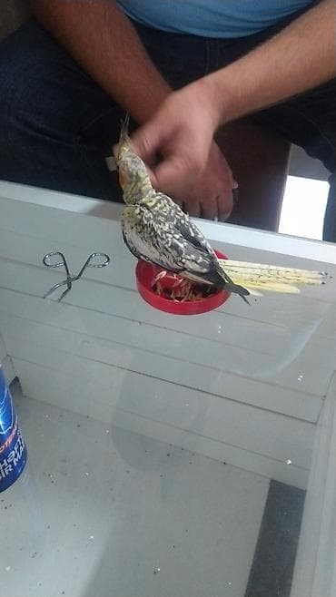 cex papuqay: Watsapla elaqe saxlayin Məhsul: Nimfa tutuquşu (Cockatiel) – xallı — 2