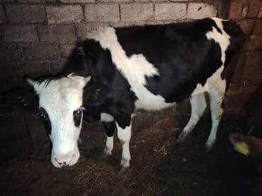 Holşteyn mənşəli qara-ağ rəng naxışlı dana. - Cins: südlük tipli — 1