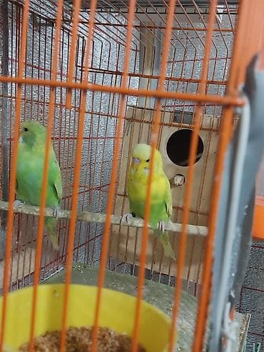 it cinsi adlari: Çex papuqayları satılır öz quşlarımın balalarıdır 5 aylıqdırlar hazır — 4