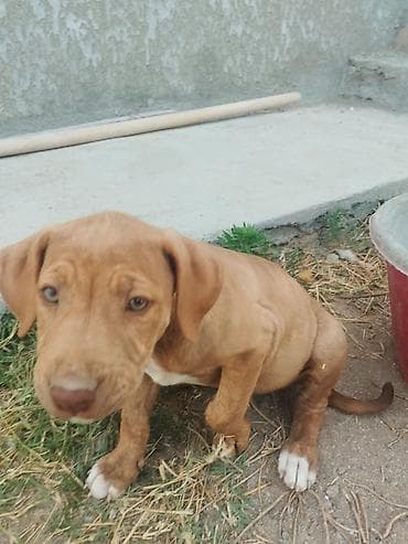 İtlər: Pitbul, 2 ay, Erkek — 8