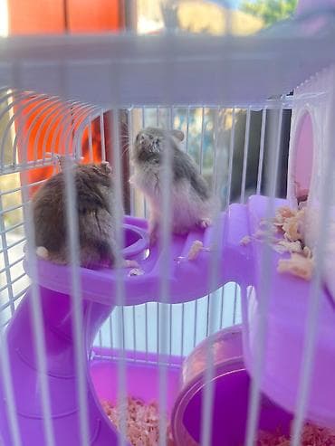 qefəs: Cırtdan hamsterlər üçün komplekt qəfəs dəsti - Rəng: bənövşəyi — 4