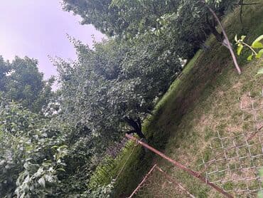 İçkilər: Salam Quba rayonunda Dağlı kəndinde 'Qırmızı qesebe' -nin üst — 9