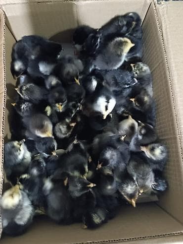 ag itler: Qəmbəri Xarkov temiz qan lider 55 sereblis. 2 sort quban 308 yerli — 9