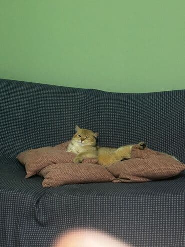 İtlər: Пристраивается котик 1год Привит Не кастрирован Желательно в семью — 3