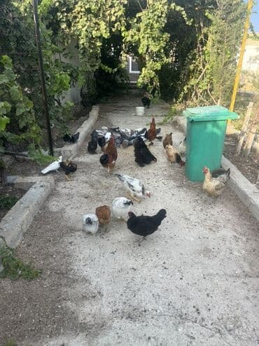 Toyuqlar: Toyuq, Brama, Australorp, Yumurtalıq, Ünvandan götürmə
