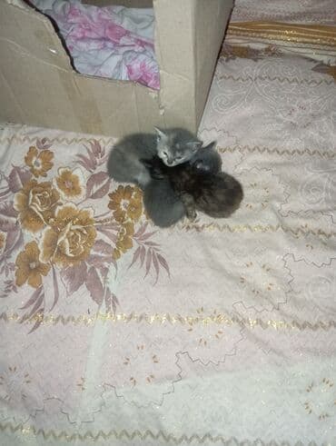 pitbull balasi satilir: Yaxşı əllərə — 2