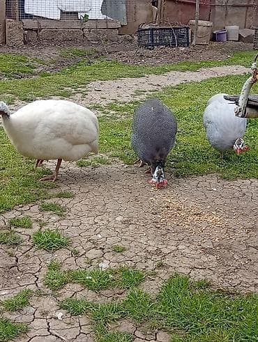 koyun: Salam,1erkəy 2disi toyuqlar,Sət-tovuq (Qvineya quşu) – 3 baş - Növ — 5