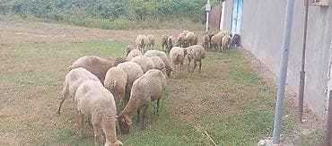 xudat heyvan satışı: Qoyun sürüsü satılır - Növ: yerli qarışıq ətlik-südlük qoyunlar - — 5
