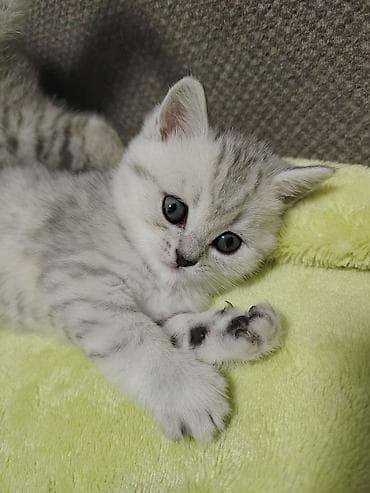 купить британская шиншилла: Шиншилла, Самка, Самец, В добрые руки, Платная доставка, Доставка в районы, Самовывоз — 2