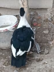 it adlari dişi: Dişi, | Lal ördək, Damazlıq — 2