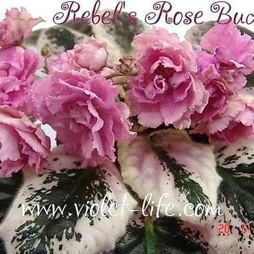 Fialka startioru 5 azn