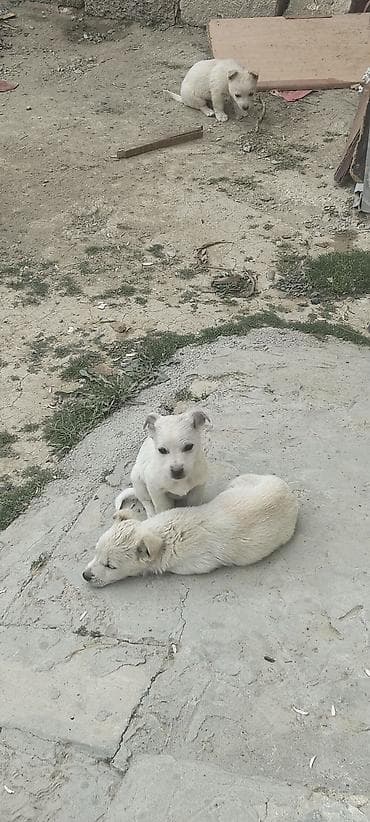 5 ay, Peyvəndli lalafo.az -da 5 ay, Peyvəndli