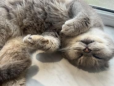 van pisiyi: Şotland yastı qulaq — 2