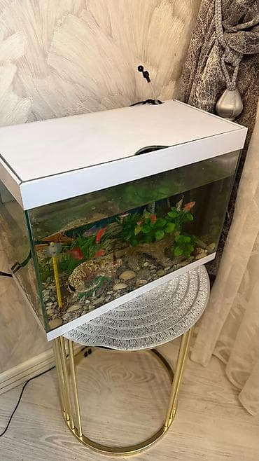 akvarium kompressor: Akvaryum dəsti – ağ çərçivəli, örtüklü Xüsusiyyətlər: - Düzbucaqlı — 2