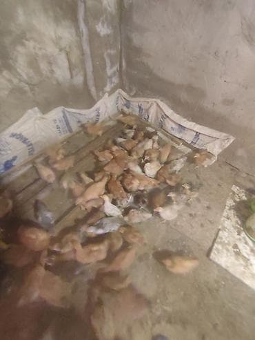 yemlər: 2 ayliq lohman toyuqlar satilir 4 cu ayinda yumurta verir. İlde 350+ — 3