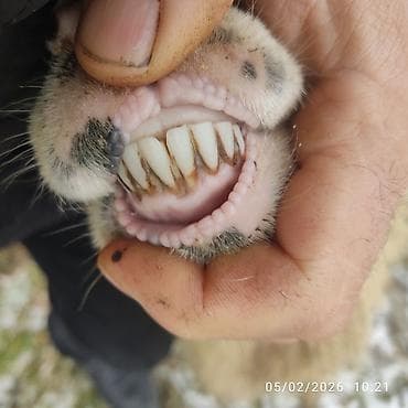 ev iti satisi: Ana bala. bala disidi sağlam heyvanlar dir — 7