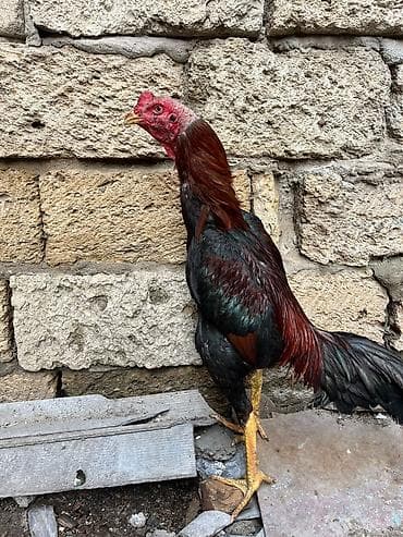 Gəmiricilər: Iyun becesidi qanli 2 fere ile fikrleşmek olar teklifler maraglidi — 2