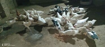 Daraq panellər: Erkək, Ətlik — 3