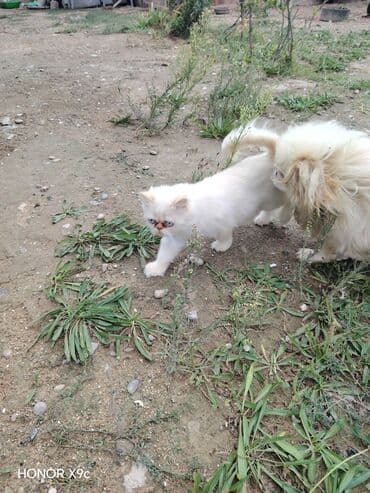 ağ pişik satışı: Fars — 3