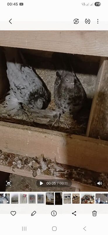 Pişiklər: Məhsul: Qabkeş (papaqlı) bəzək göyərçinləri Təsvir: - Rəng: Ağ-qara — 6