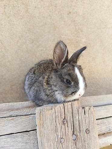 гулдор роза: Salam. Yerli bu ve diger balalar var. Tam ag ve bele bezekliler — 3
