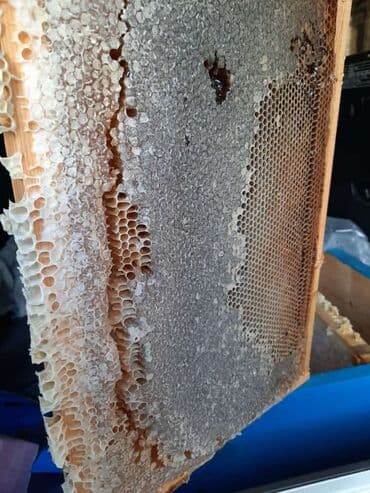 təmiz bal: Yuksək keyfiyyətli təmiz dağ balı satılır. Arılar Ismayıllıda — 3