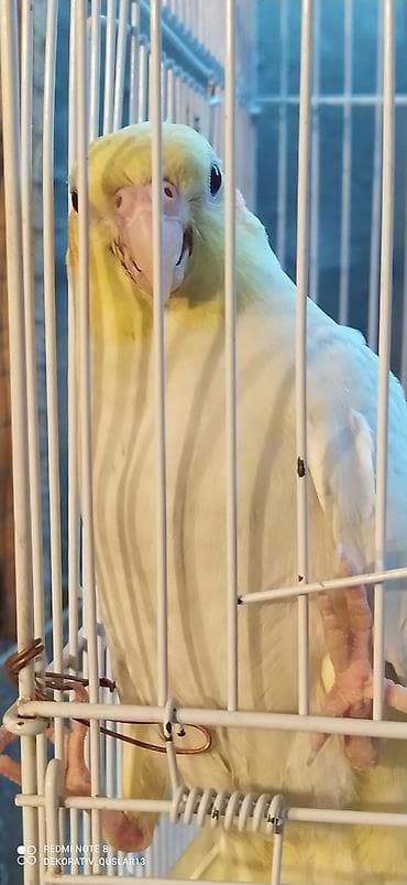 Quşlar: Salam. valnisti ve cex cexden donme cex vistivkanin qarisigi adi ile — 4