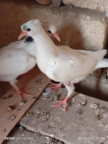 аквариум без рыб: Ağ rəngli dekorativ göyərçinlər - Tam ağ lələklər, bəzi fərdlərdə — 8