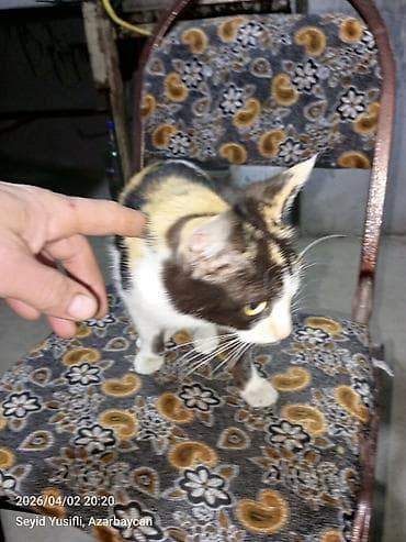 xacmaz heyvan bazari: Dişi, Yaxşı əllərə — 4