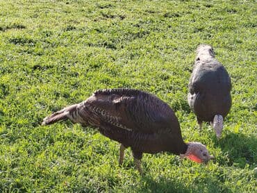 kend xoruzu: Dişi, Amerika, Ətlik, Ödənişli çatdırılma — 1