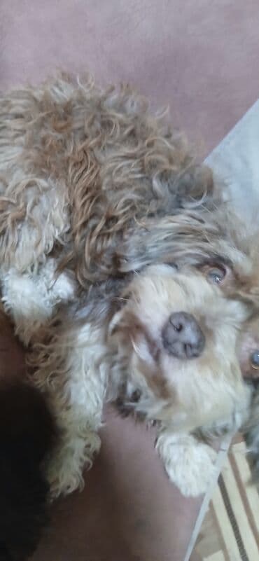 coban it adlari: 4 il, Erkek, Peyvəndli, Ünvandan götürmə — 3