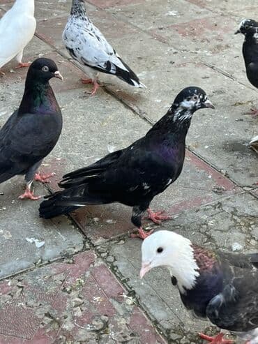 енот в баку купить: Cil eni quyruq erkekdi unvan sabuncu — 1