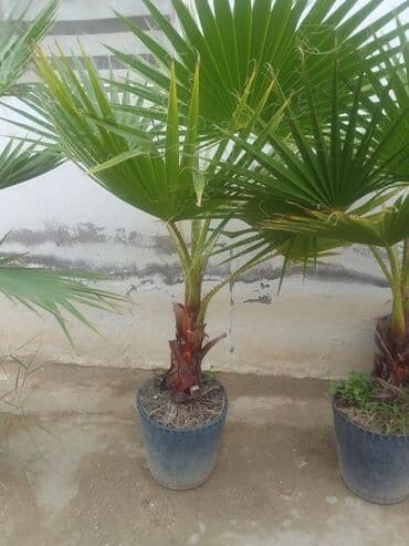 banan agaci: Vaşinkton palmaları satılır say çoxdur buyrun daha ətraflı zəng eləyin — 8