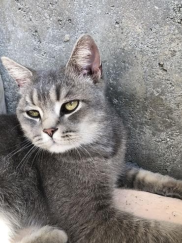 oğlan pişik adları: Erkək, Yaxşı əllərə — 2