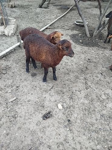 inek sekilleri: Quzular satılır - Növ: yerli ətlik quzu - Say: 2 baş (şəkildə — 1