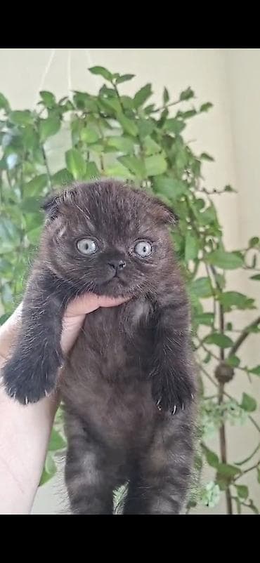 coban iti satisi: Dişi — 3