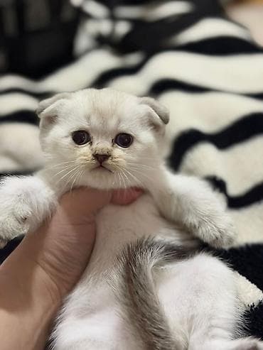 Şotland yastı qulaq