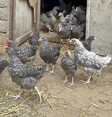 arpa bugda satisi: Toyuq cücələri, Damazlıq — 6