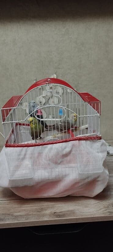 Çəngəllər: Qəfəslə birlikdə satılır.İkisi erkek,biri dişidi — 1