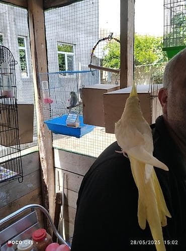 Korella Lusi Əl quşu Əldə semicka cirtlayir erkeydi