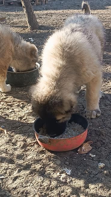 sabuncu it bazari: Kanqal — 5