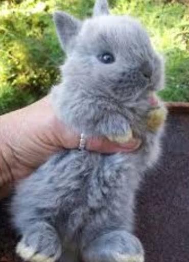 Cins boyumeyen dovşan balalari. Tek ve top satilir. Çatdirma metro ve at lalafo.az Cins boyumeyen dovşan balalari. Tek ve top satilir. Çatdirma metro ve