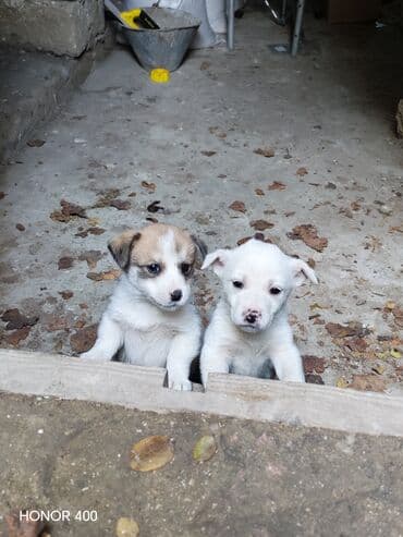 Собаки: 1 месяц, Самка, С прививками — 1