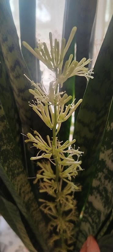 gulleri: Satılır 🌿 Sansevieria (Qayınana dili) dibçək gülü satılır. Ev və ofis — 2