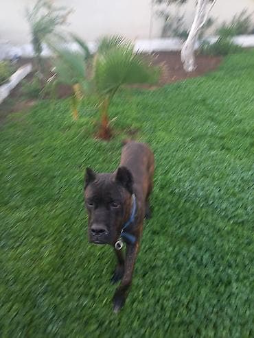 it üçün ev: Mastif — 7