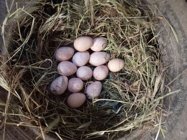 hinduska yumurtasi nece gune cixir: Dişi, Kanada, Yumurtalıq — 4