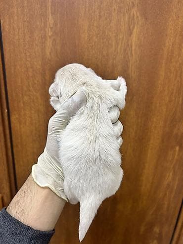 ucuz it: Salam ay sonu satışa çıxacaq möhtəşəm pekines balaları dı beh üçün — 3