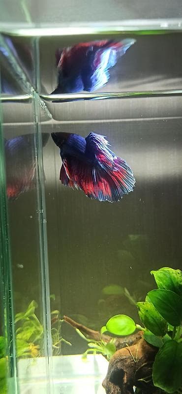 akvar: Betta (Petuşok balığı) — 3