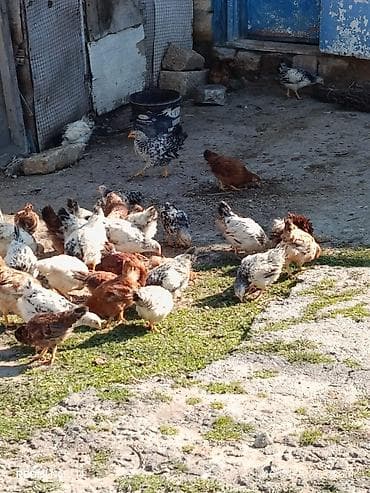 tap.az heyvanlar qoyunlar: Toyuq cücələri, Ətlik, Ünvandan götürmə — 3